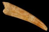 Fossil Fish Fang (Aidachar) - Kem Kem Beds, Morocco #164277-1
